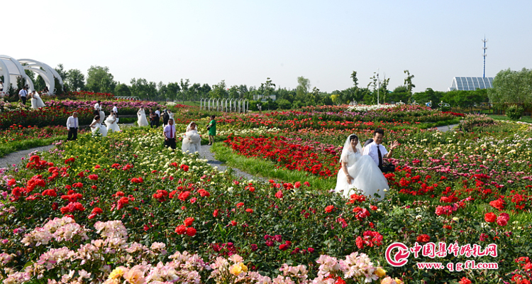 北京草坪集体婚礼：2019年4月23日:第26届“爱情海”草坪集体婚礼