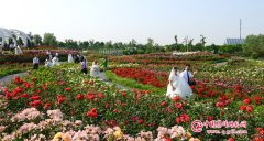2018年8月18日草坪集体婚礼：第二十二+届“爱情海”草坪京城少见的婚礼场地